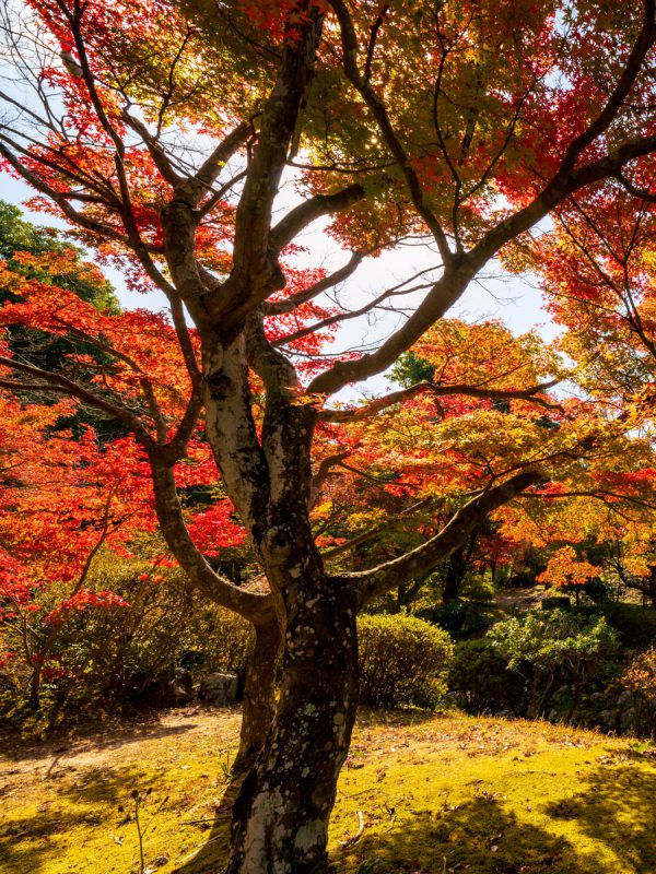 Bethlehem-Gartenbau-herbst