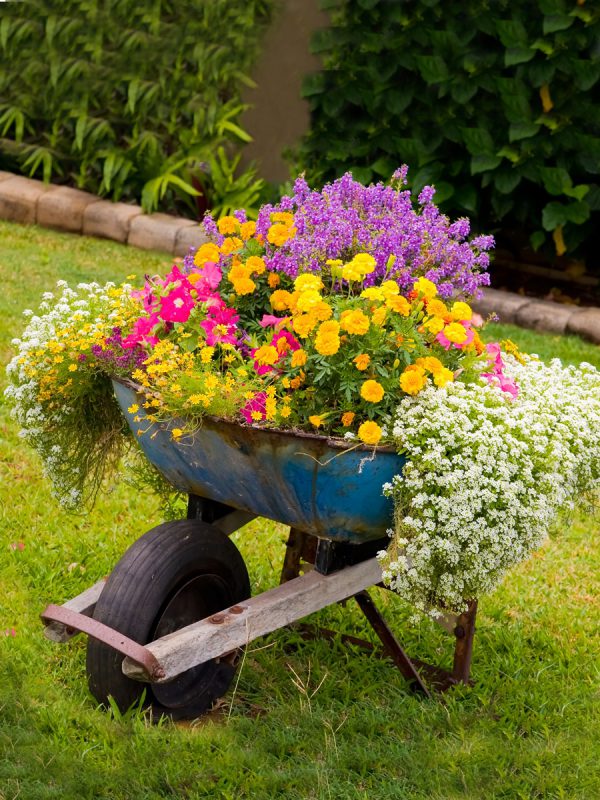 Bethlehem-Gartenbau-sommer