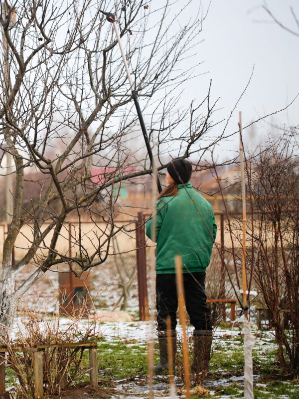 Bethlehem-Gartenbau-winter